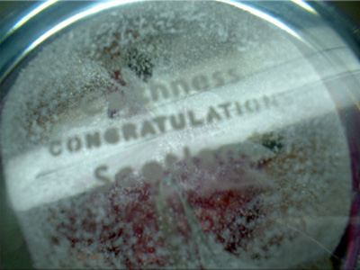 Caithness "Congratulations" Pink Glass Paperweight
